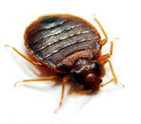 Bedbug
